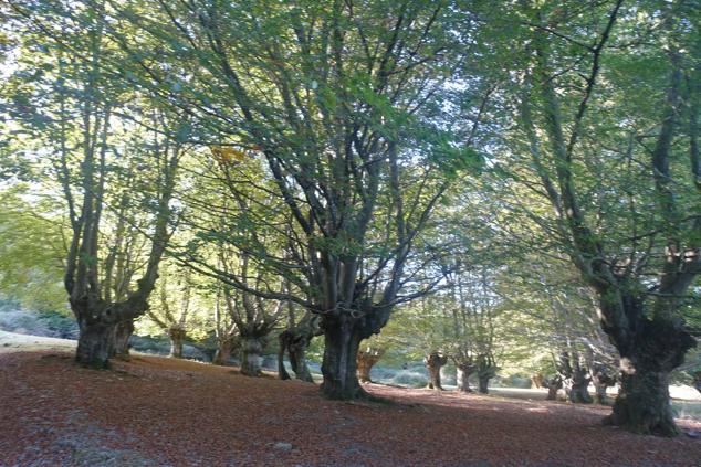 Fotos: Kurtzebarri, trio de damas