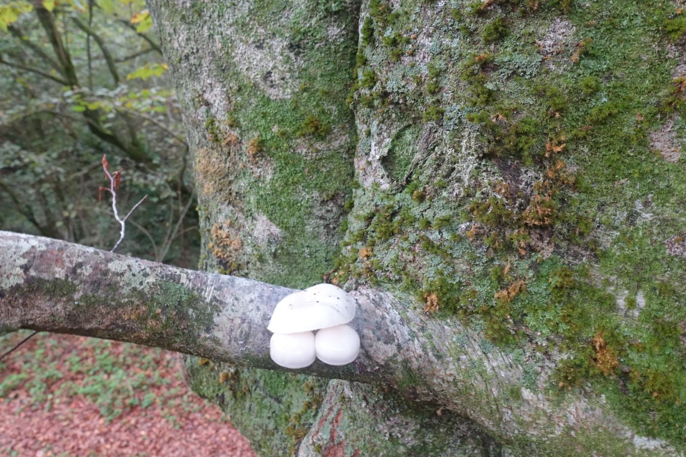 Fotos: Ruta a la cima de Belabieta