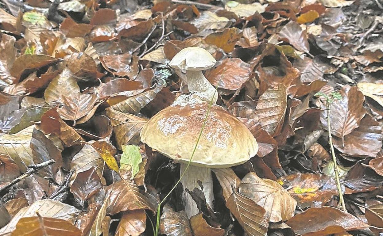 Curiosidad de la naturaleza: un hongo crece sobre la 'txapela' de un boletus.