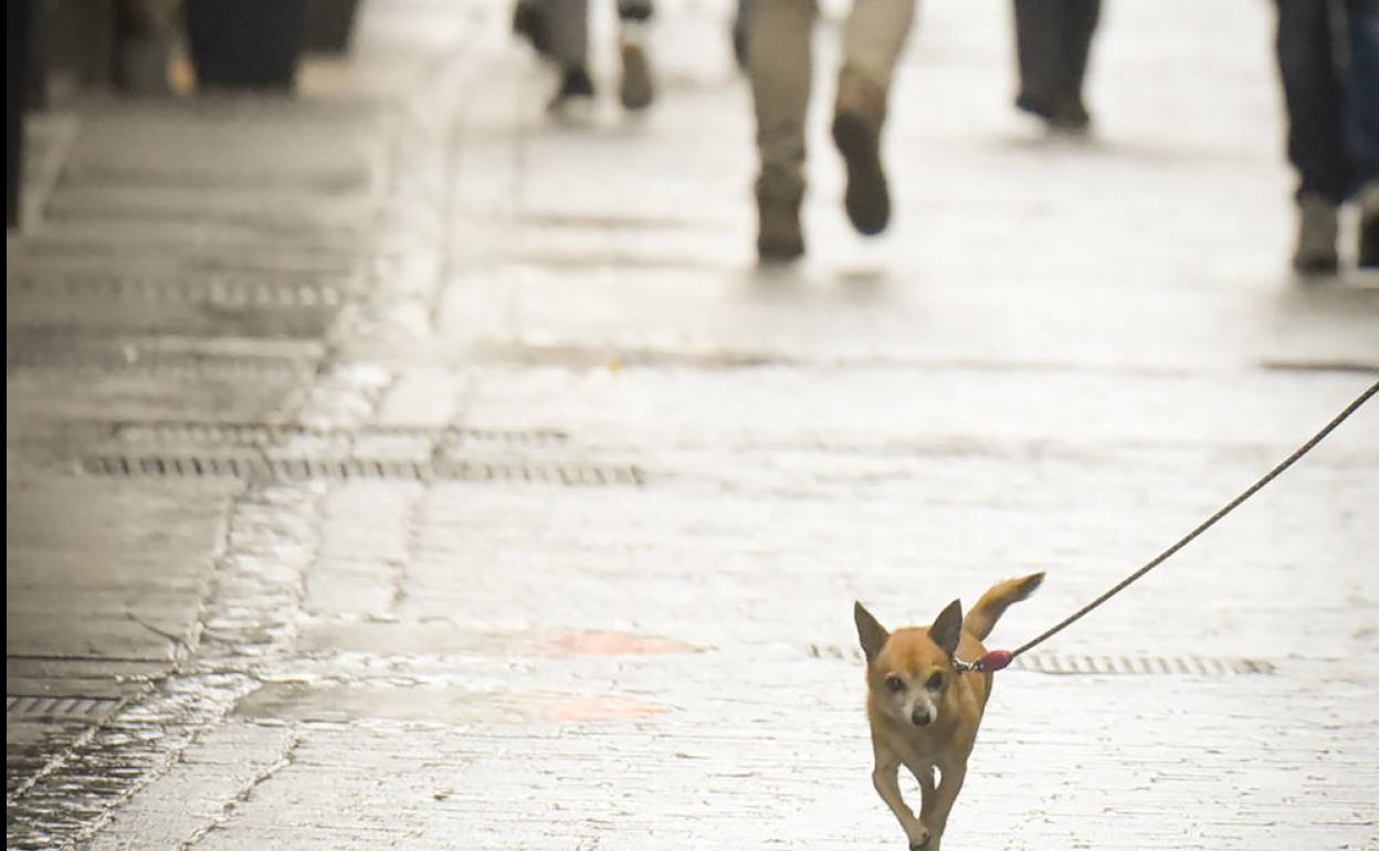 como hago para que mi perro deje de orinar en la acera