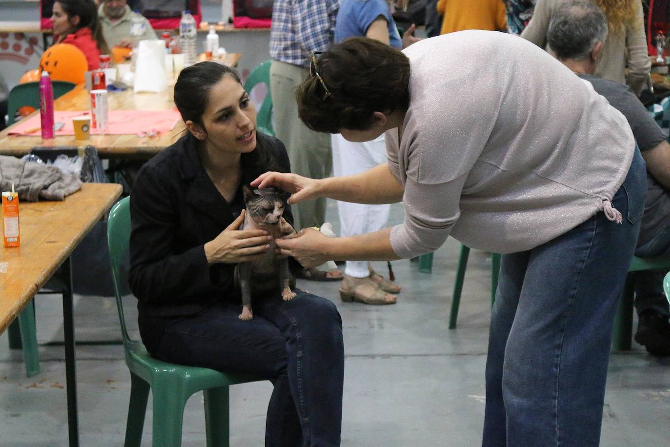 Fotos: XV Exposición Internacional Felina en Ficoba