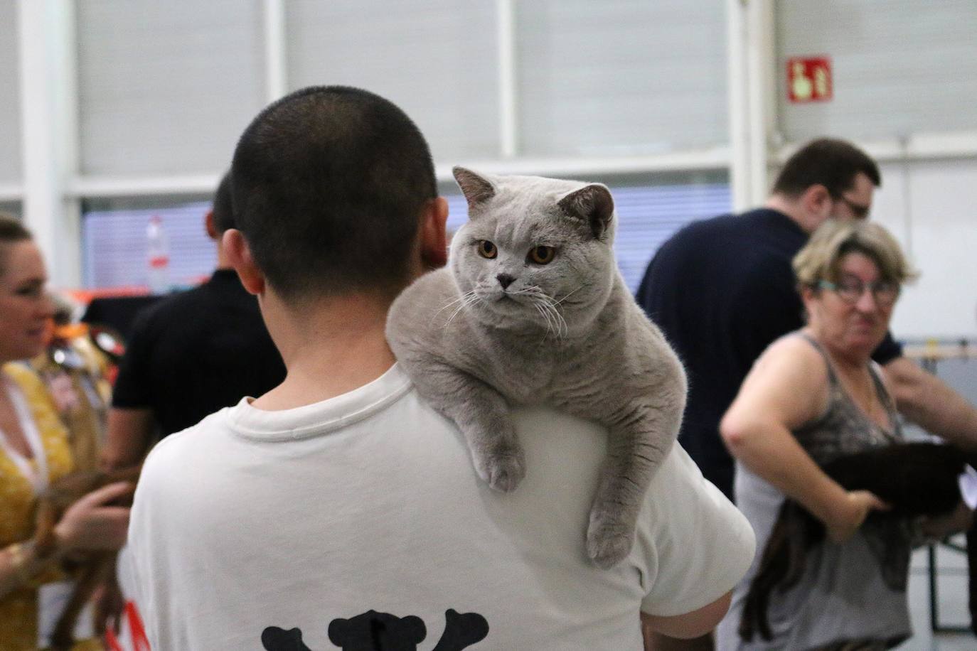 Fotos: XV Exposición Internacional Felina en Ficoba