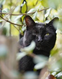 Imagen secundaria 2 - La calavera y el rayo comparten misma realización fotográfica: ISO 200, f/5,6 y 2'' velocidad. El gorrión al que, no lejos de Aralar, no pudo dar caza el alcotán azuzado por aquel elegante cuervo cayó después en las fauces del gato tuerto del monte Larre. Habita este gato de la noche, la brujería y los bosques; tuerto, resucitado de muchas hambres y correrías, en la muga entre Navarra y Gipuzkoa. 