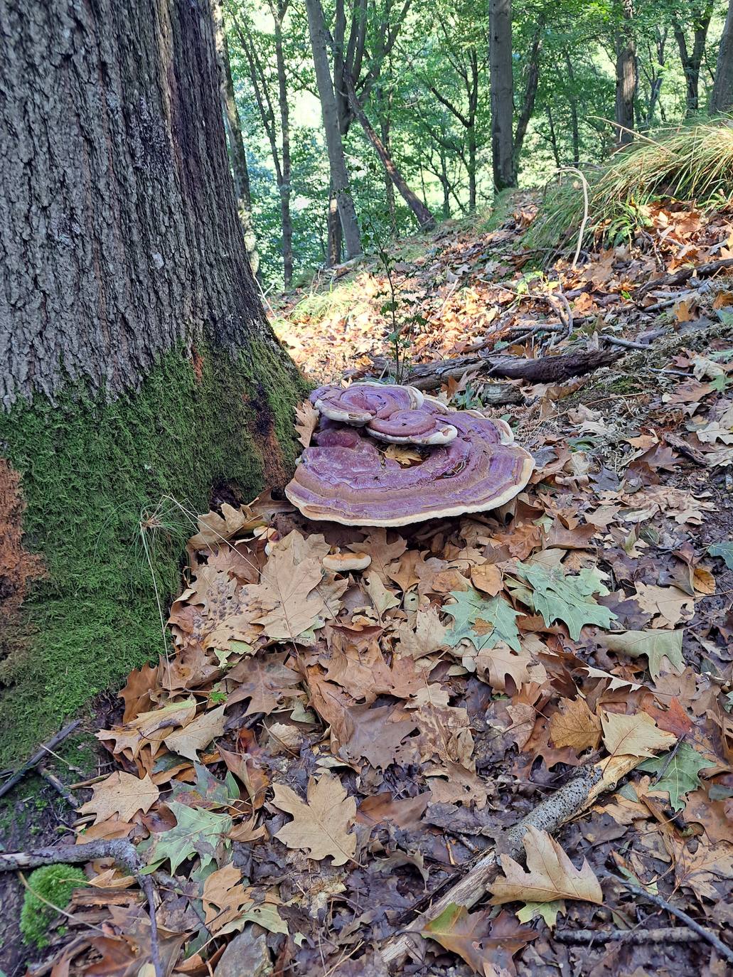 Fotos: Arburu, belleza natural gota a gota