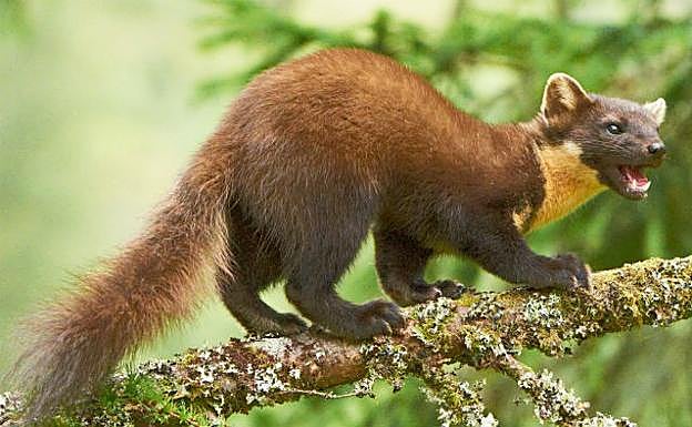 La marta vuelve a ser vista en Donostia