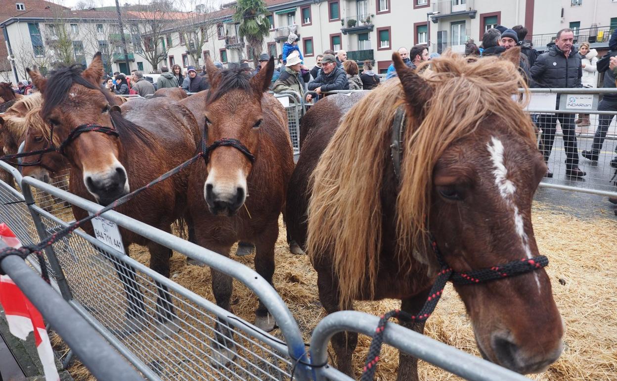 El ganado caballar se volverá a ubicar hoy en la avda. Urdaneta. 