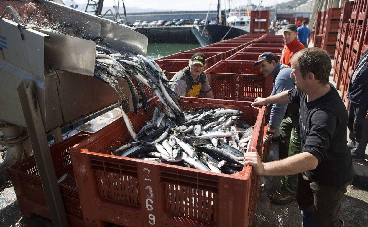 Descarga de verdel en el puerto de Hondarribia.