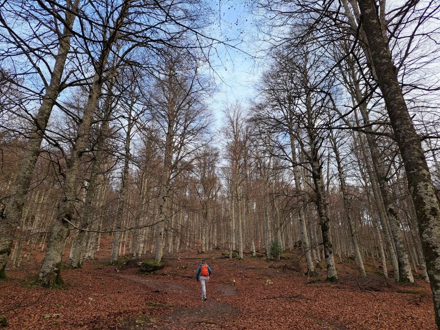 Fotos: Ruta mágica entre hayedos hacia la cima de Bargagain
