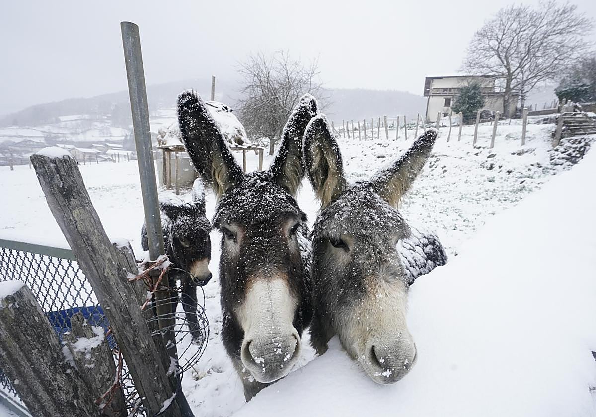 Nieve en Gipuzkoa: El manto blanco se extiende por el territorio