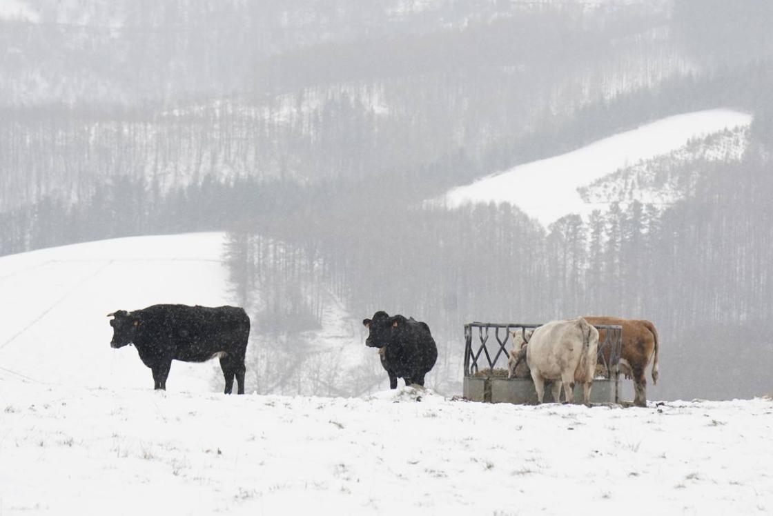 El ganado, a la intemperie.