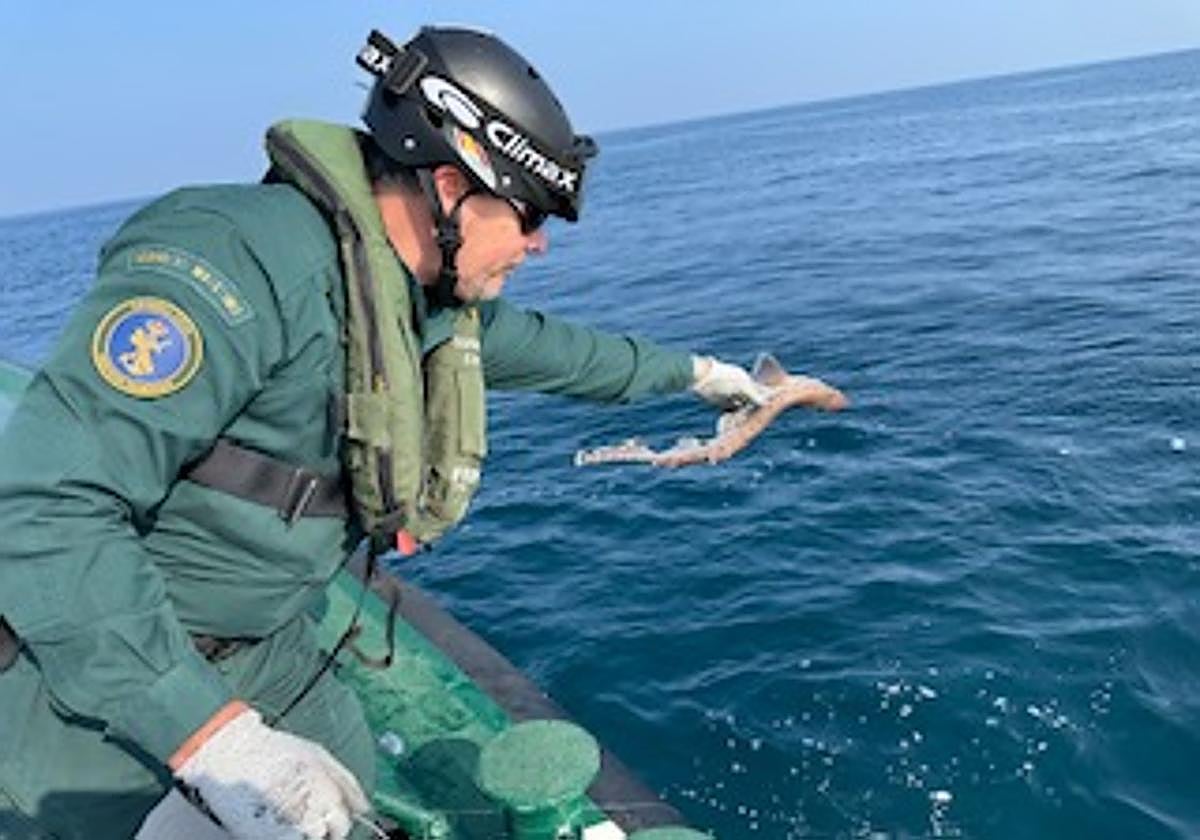 Intervenidos en Gipuzkoa dos palangres de fondo que tenían un congrio y cuatro tiburones