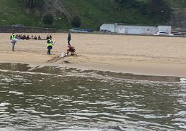 El cadáver del delfín una vez trasladado a la playa de Getaria.