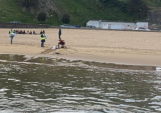 El cadáver del delfín una vez trasladado a la playa de Getaria.