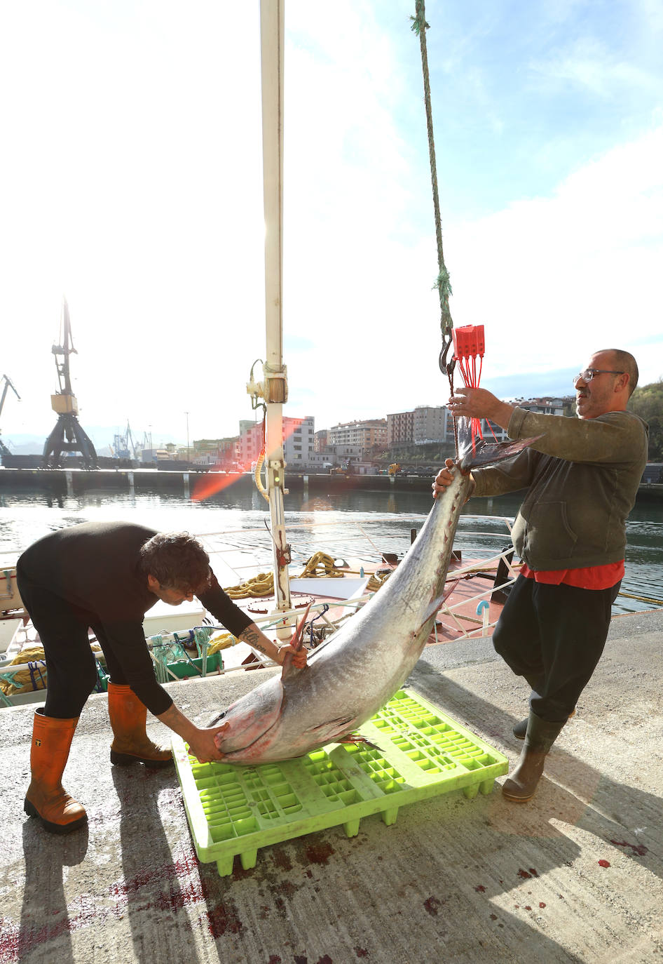 Más atunes de tamaño grande en Pasaia