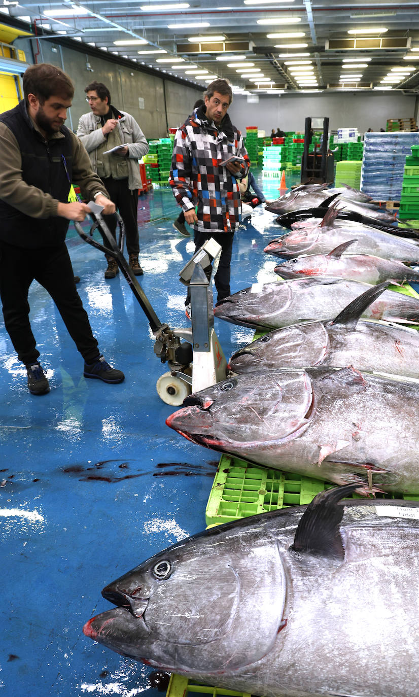 Más atunes de tamaño grande en Pasaia