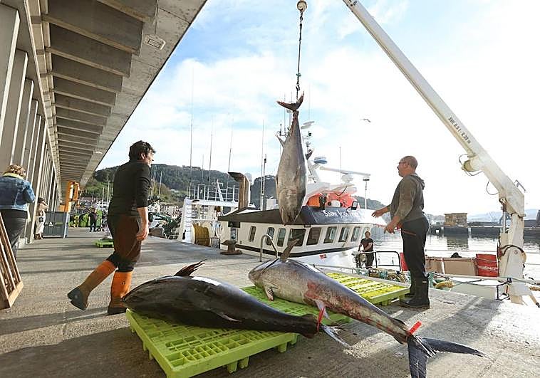 Un barco de San Juan de Luz descargando tres piezas de atún este jueves en Pasaia.