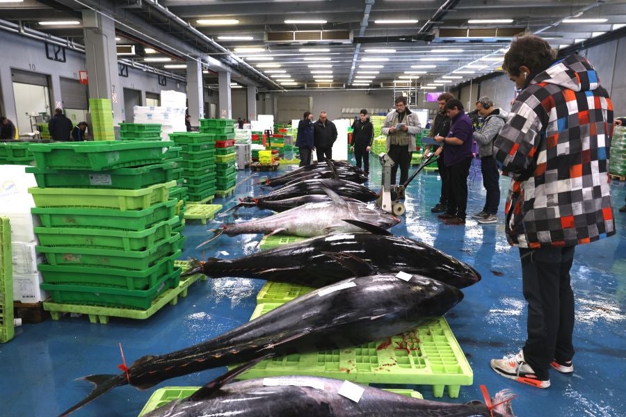 Más atunes de tamaño grande en Pasaia