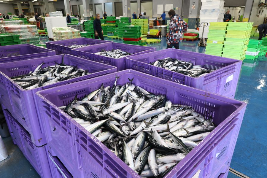 Más atunes de tamaño grande en Pasaia