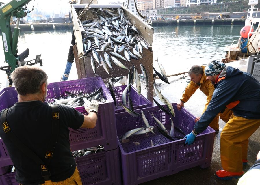 Más atunes de tamaño grande en Pasaia