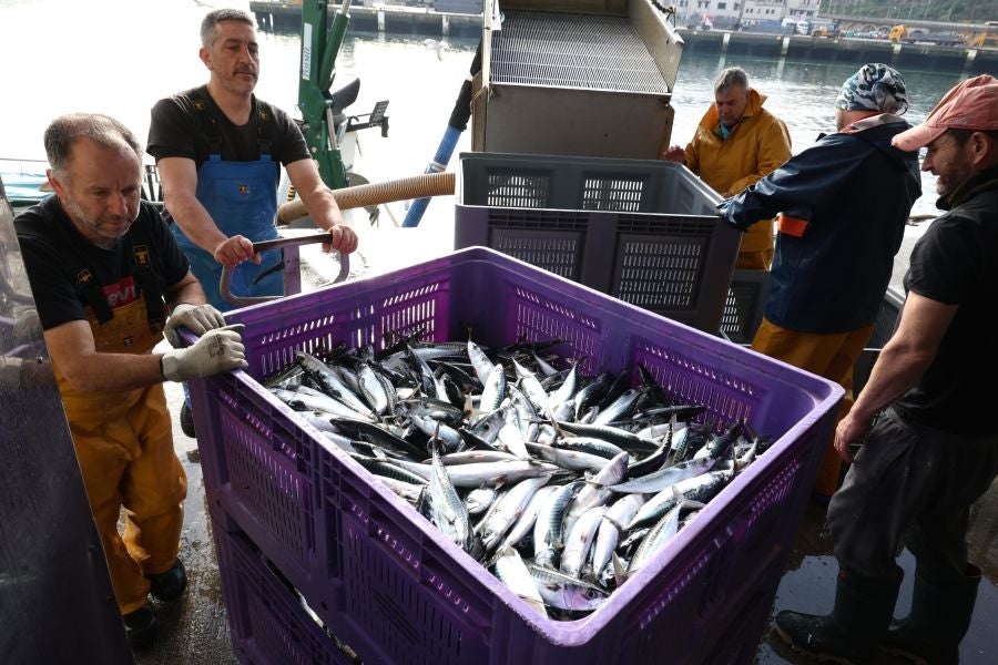 Más atunes de tamaño grande en Pasaia