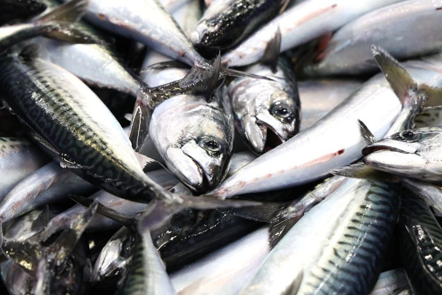 Más atunes de tamaño grande en Pasaia