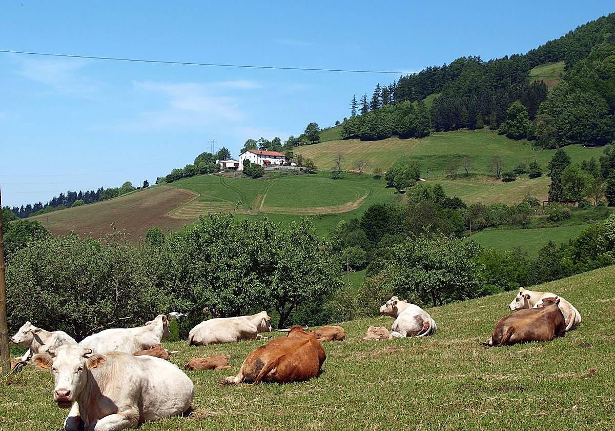 Ganado disfrutrando de los prados en las laderas del monte Irimo y proximidades a Santa Bárbara.