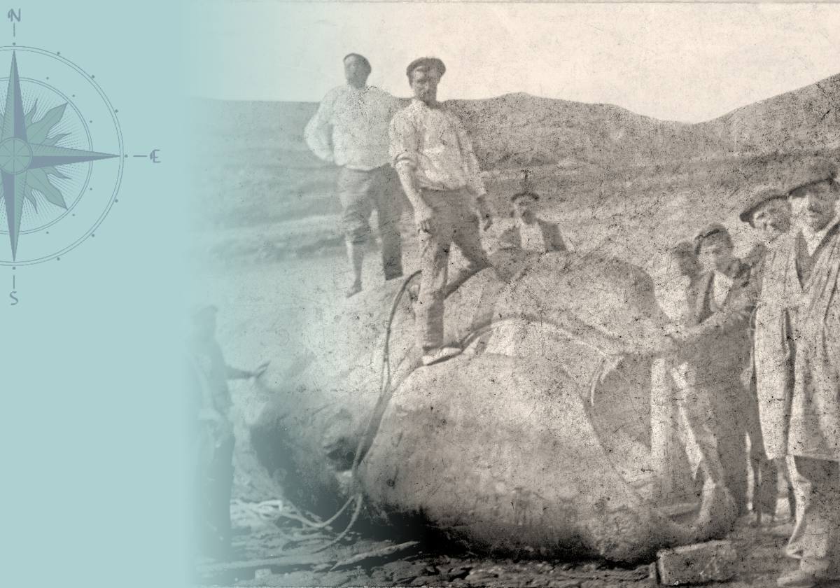 La caza de la ballena, un gran motor económico