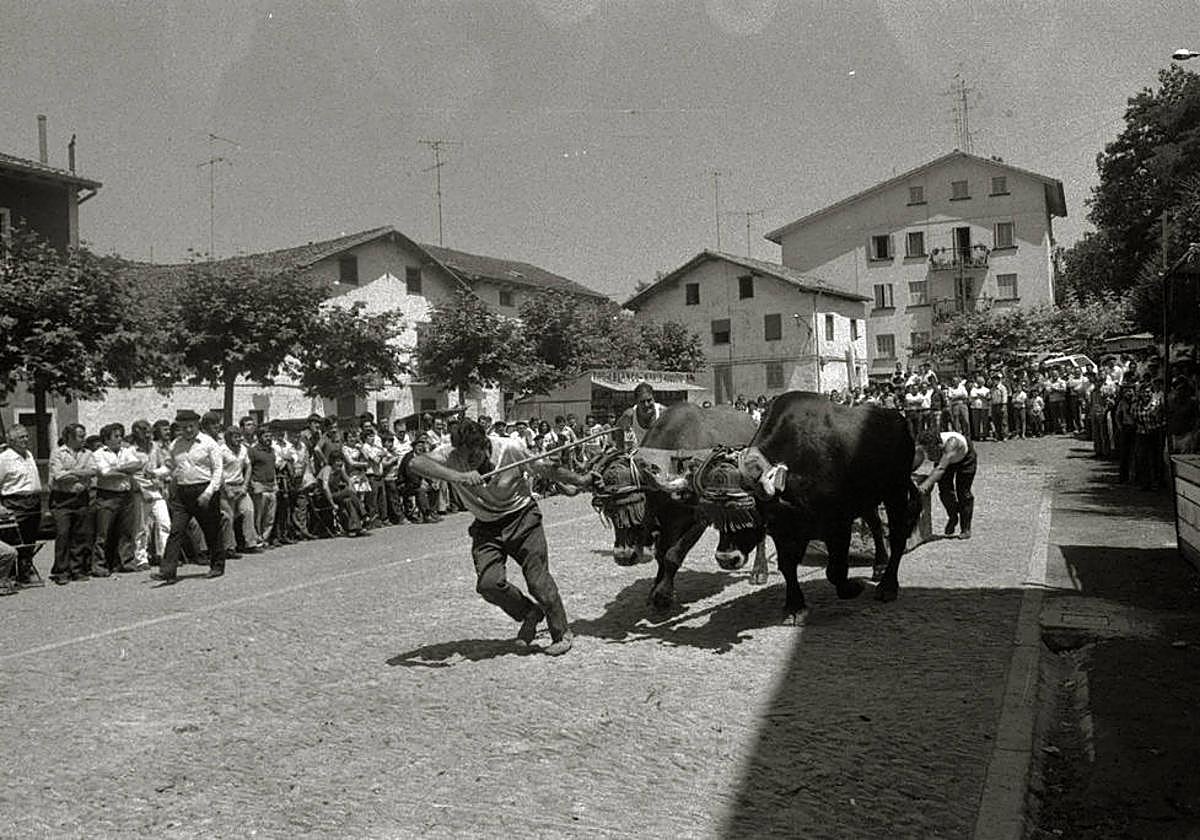 Idi probak en Astigarraga.