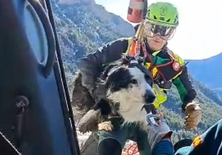 Momento en el que introducen al can en el helicóptero