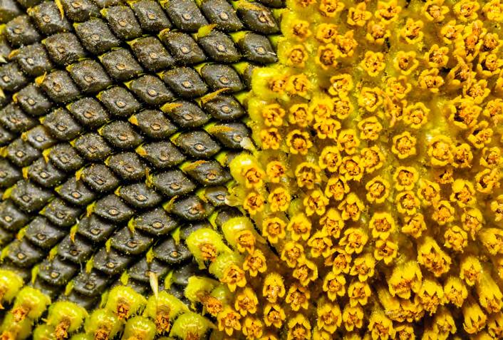 &#039;Fotciencia 18&#039;