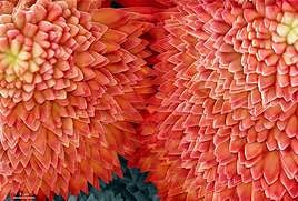 'Fotciencia 18', una mirada al mundo a escala nanoscópica