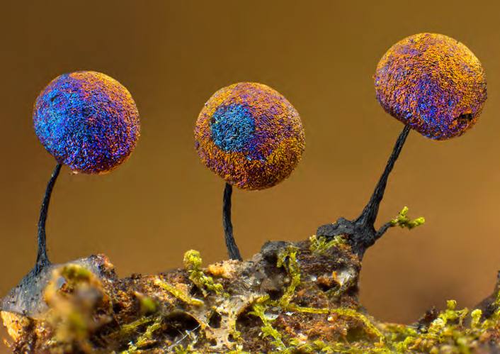 &#039;Fotciencia 18&#039;