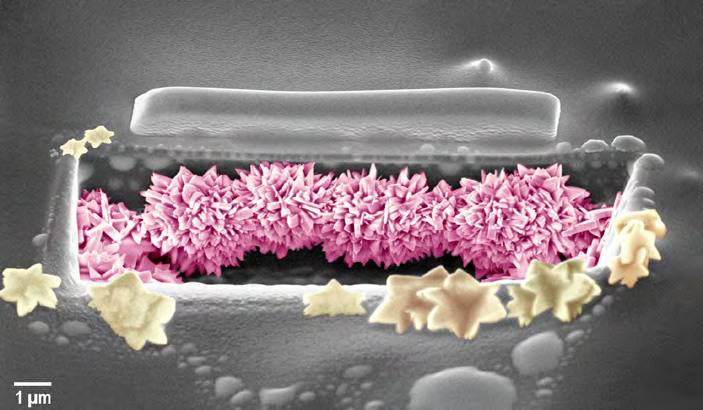 &#039;Fotciencia 18&#039;
