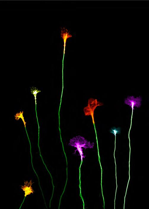 &#039;Fotciencia 18&#039;