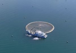 El centro AZTI y una firma catalana se alían para engordar atún rojo en jaulas en el mar frente a Getaria