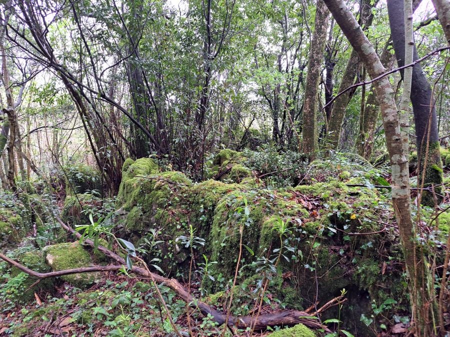 Txoritokieta: Un recorrido sencillo cargado de historia