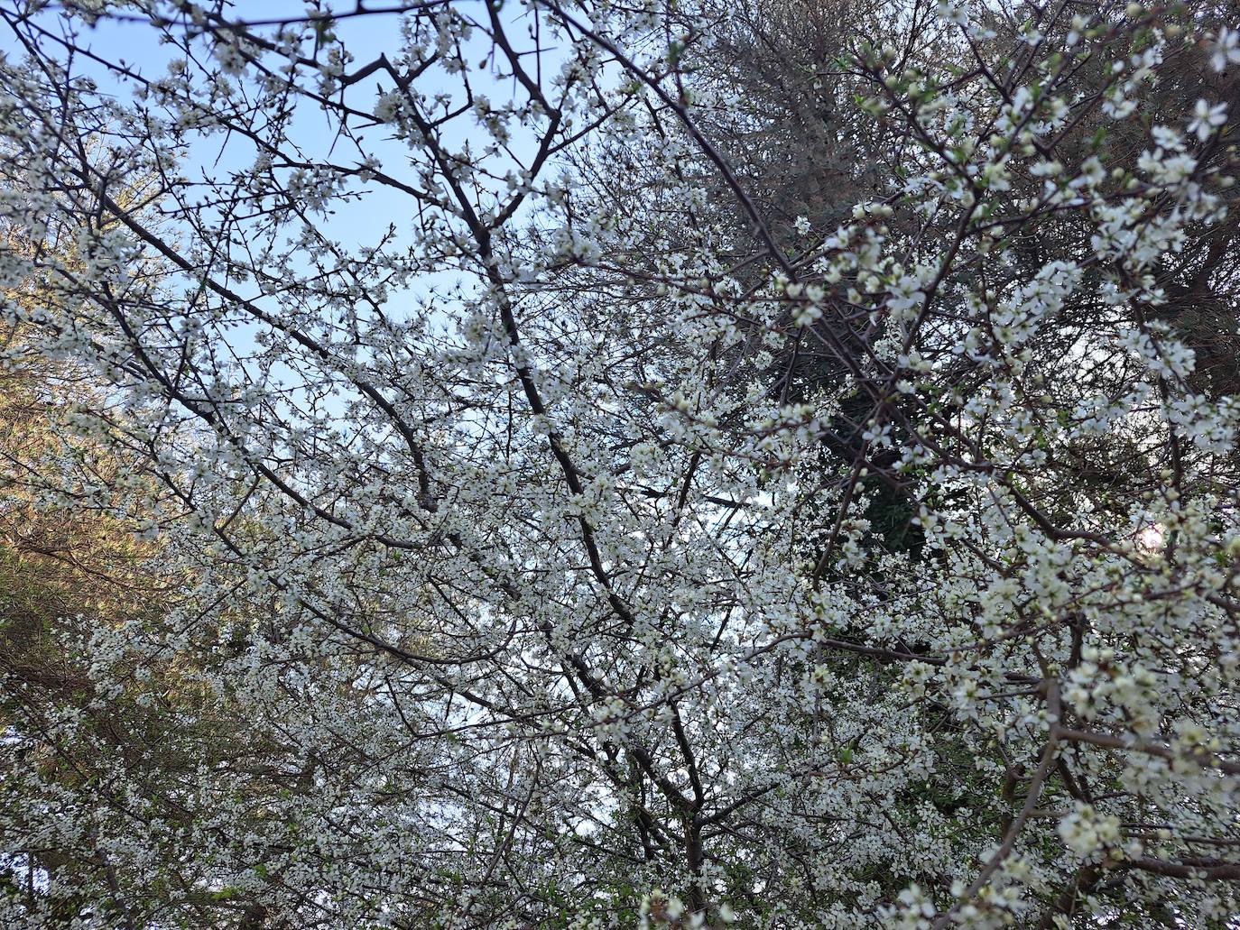 Oindolar, una recompensa primaveral