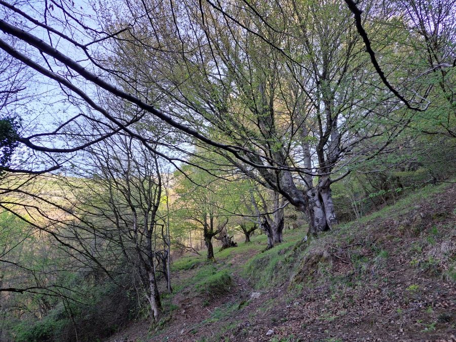 Pikuta, lejos del mundanal ruido