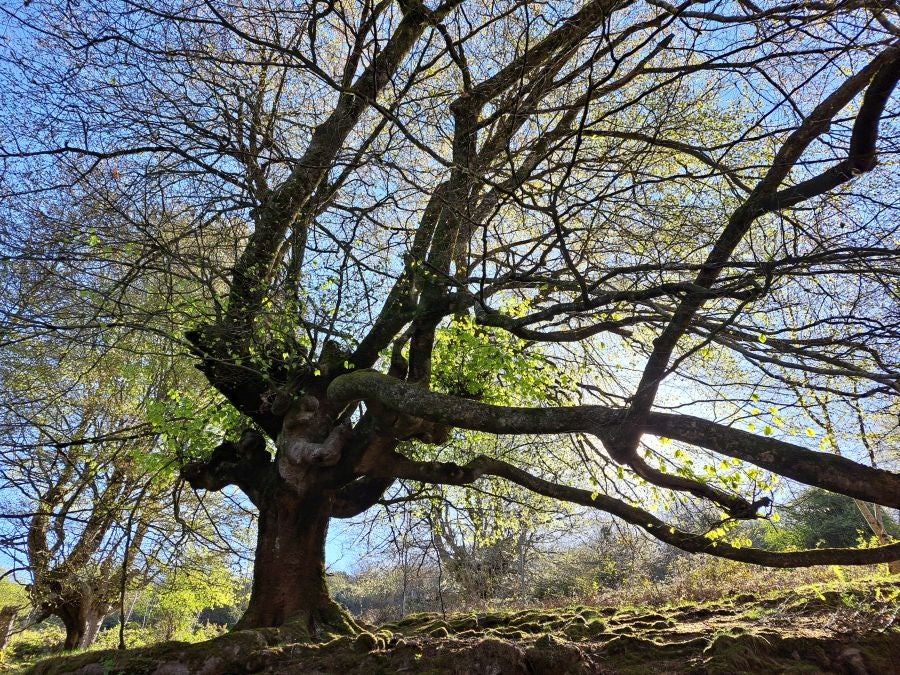 Pikuta, lejos del mundanal ruido
