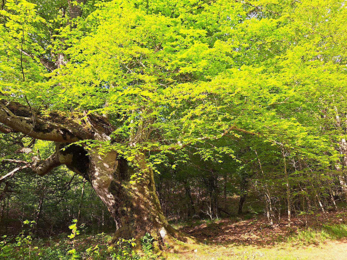 Un paseo por las nubes