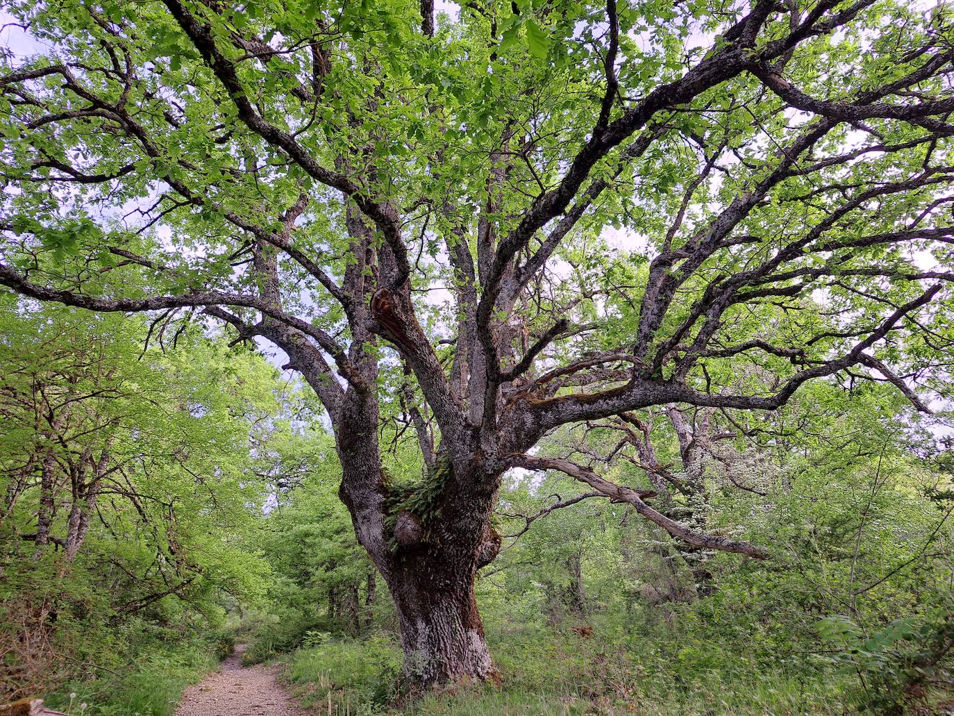 Un paseo por las nubes