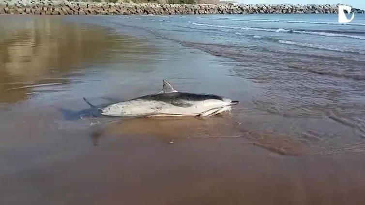 Muere un delfín varado en la playa de Deba