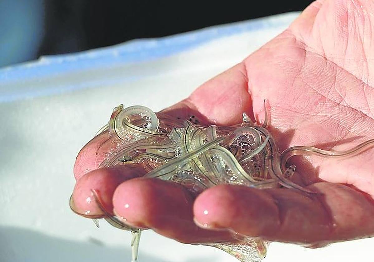 Angulas vivas antes de su suelta a un río.