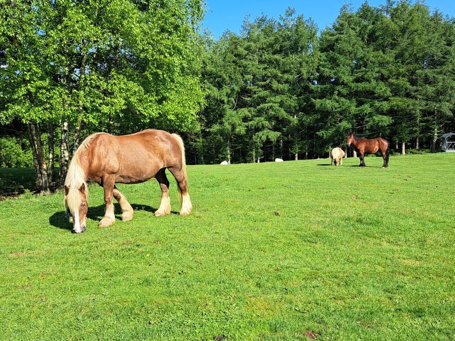 Explosión primaveral en la cima de Erroizpe