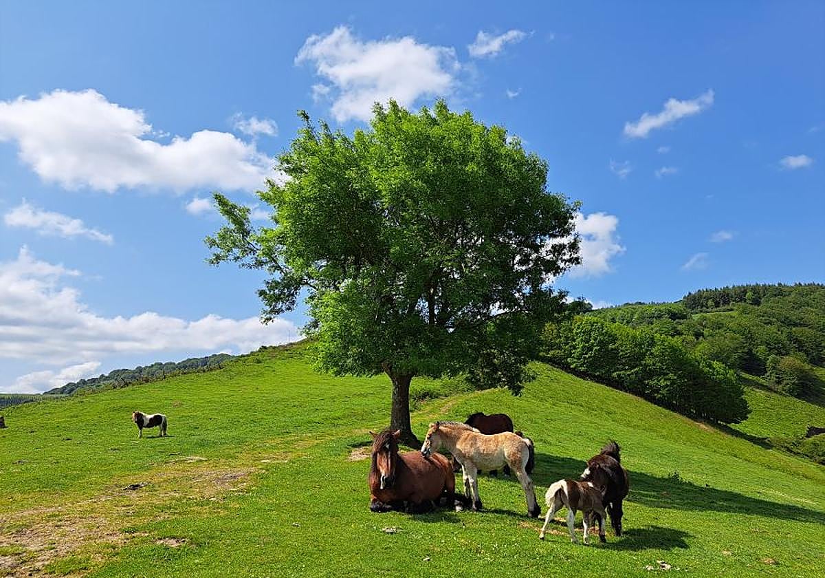 Explosión primaveral en la cima de Erroizpe