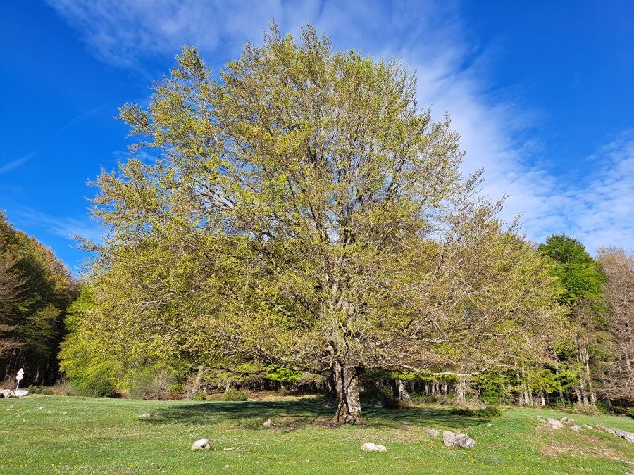 Mirutegi, un inmenso jardín con vistas
