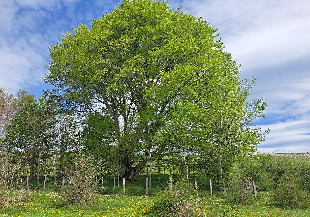 Mirutegi, un inmenso jardín con vistas
