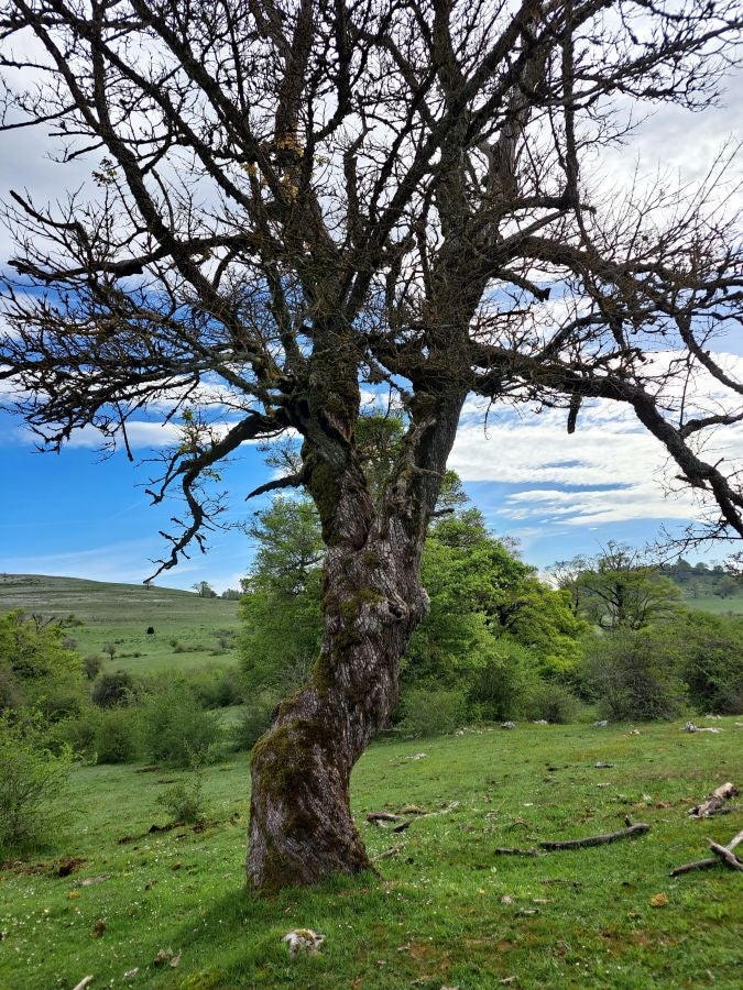 Mirutegi, un inmenso jardín con vistas