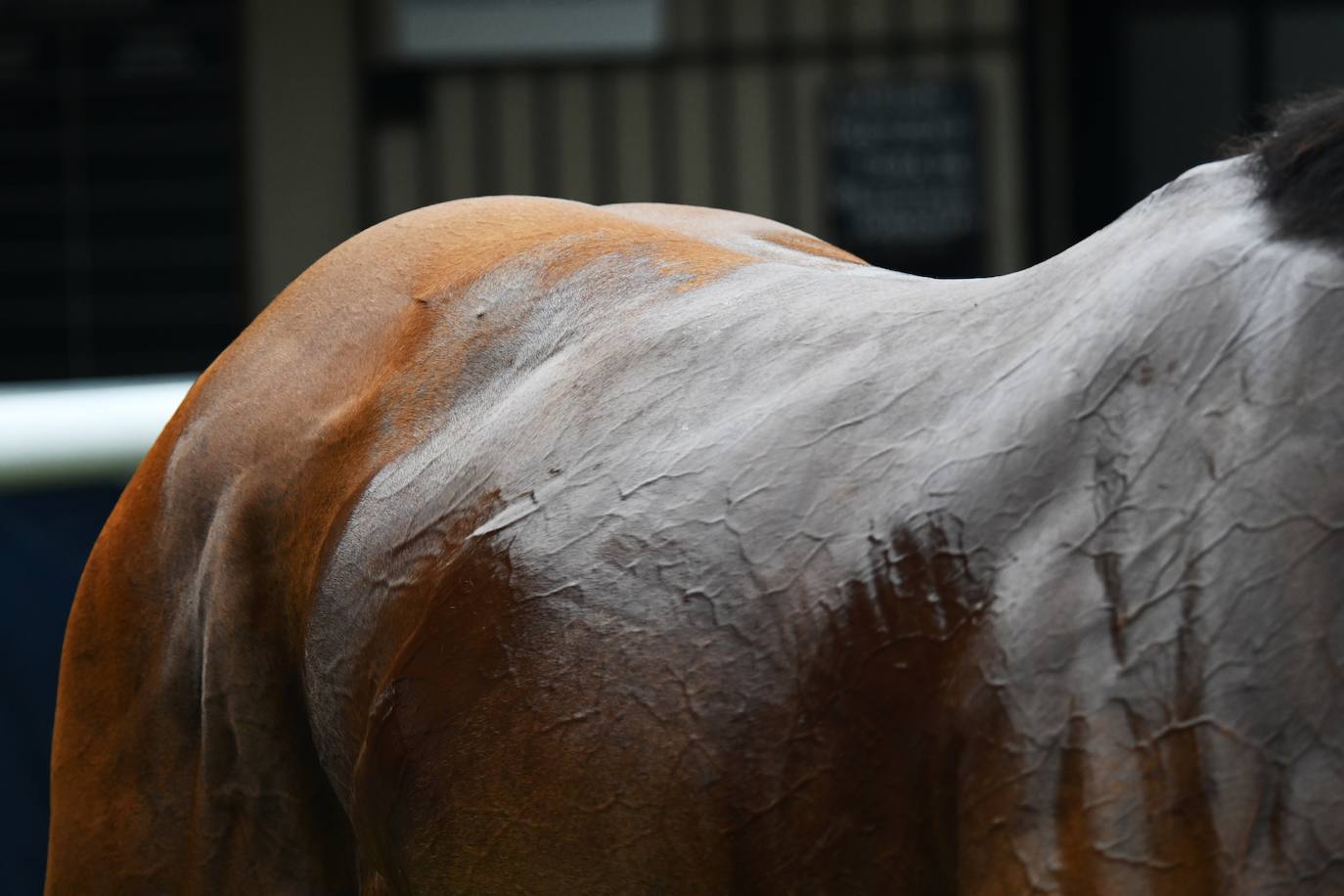 El hipódromo alza el telón