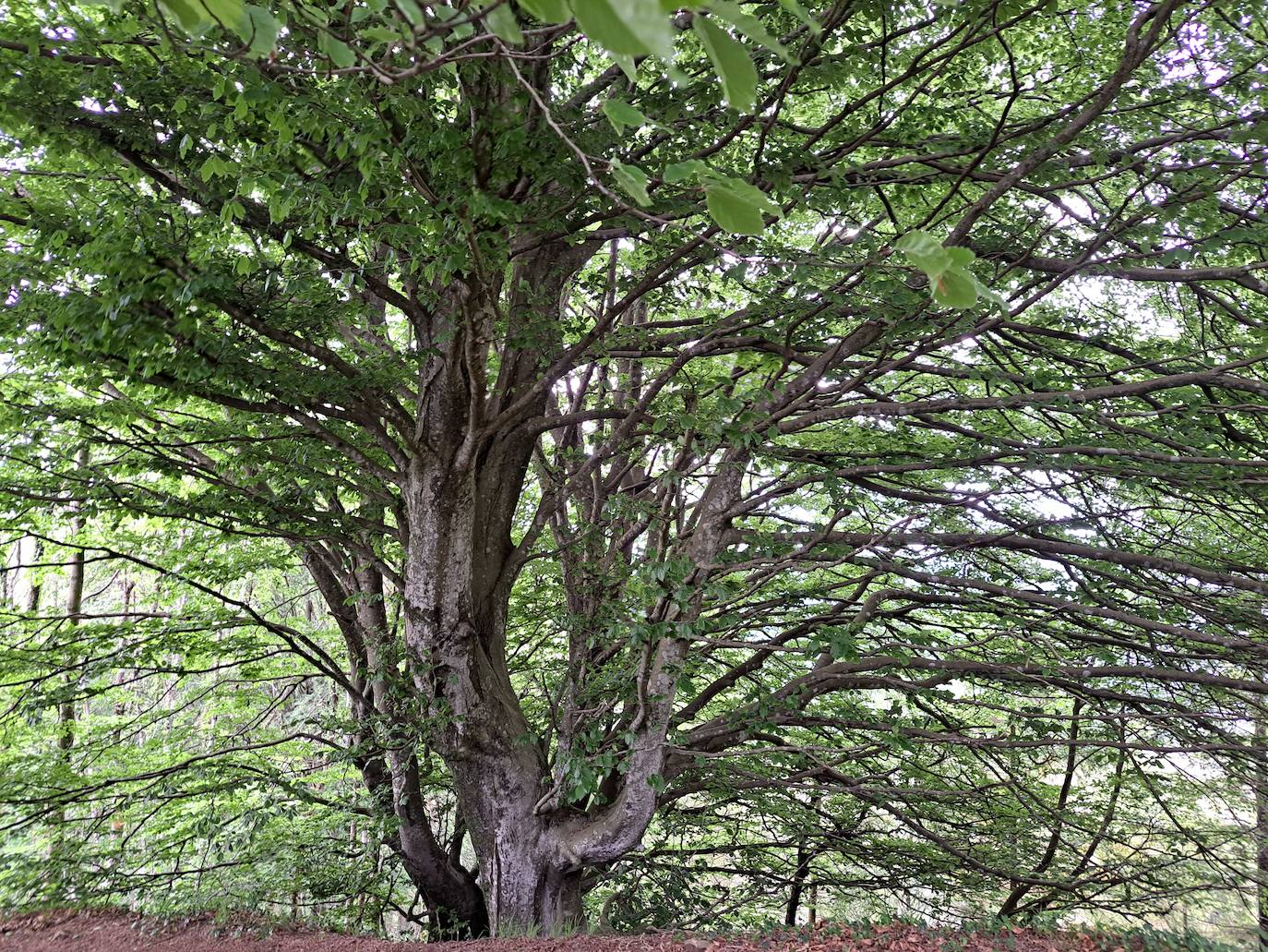 Izazpi, unas vistas que enamoran